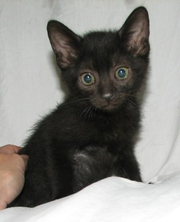 picture of Louie, a Domestic Medium Hair black