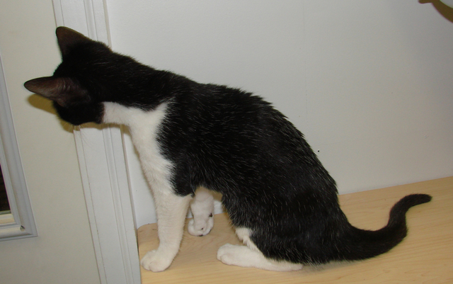 picture of Boo FKA Cesar, a Domestic Medium Hair black/white tuxedo