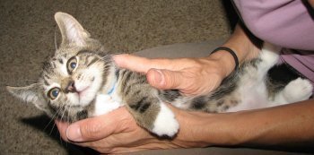 picture of Conrad, a Domestic Medium Hair dark tabby