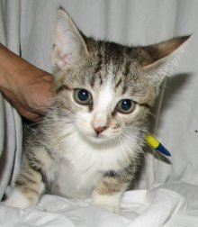 another picture of Kiko, a Domestic Medium Hair light tabby/white