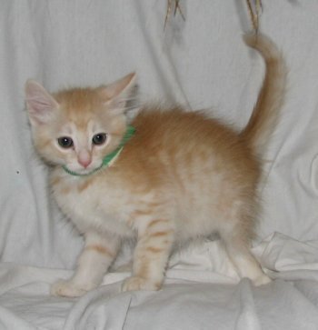 picture of Marvin, a Domestic Medium Hair buff tabby