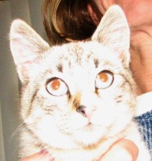 another picture of Clarabelle, a Siamese/Domestic Short Hair-x lynxpoint