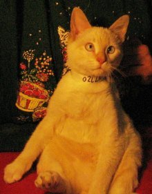 picture of Howdy doody, a Siamese/Domestic Short Hair-x flamepoint