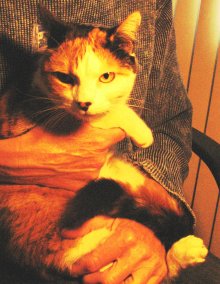 another picture of Gladys, a Domestic Short Hair calico