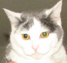 picture of Jazzy, a Domestic Short Hair gray/white