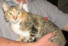 picture of Sally, a Domestic Short Hair calico tabby