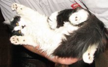 picture of Harry, a Domestic Long Hair black/white