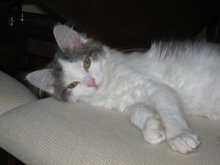another picture of Ellie, a Domestic Short Hair white/gray