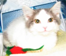 picture of Ellie, a Domestic Short Hair white/gray