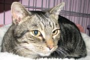 picture of Clyde, a Domestic Short Hair brown tabby
