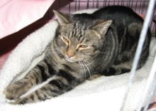 another picture of Clyde, a Domestic Short Hair brown tabby
