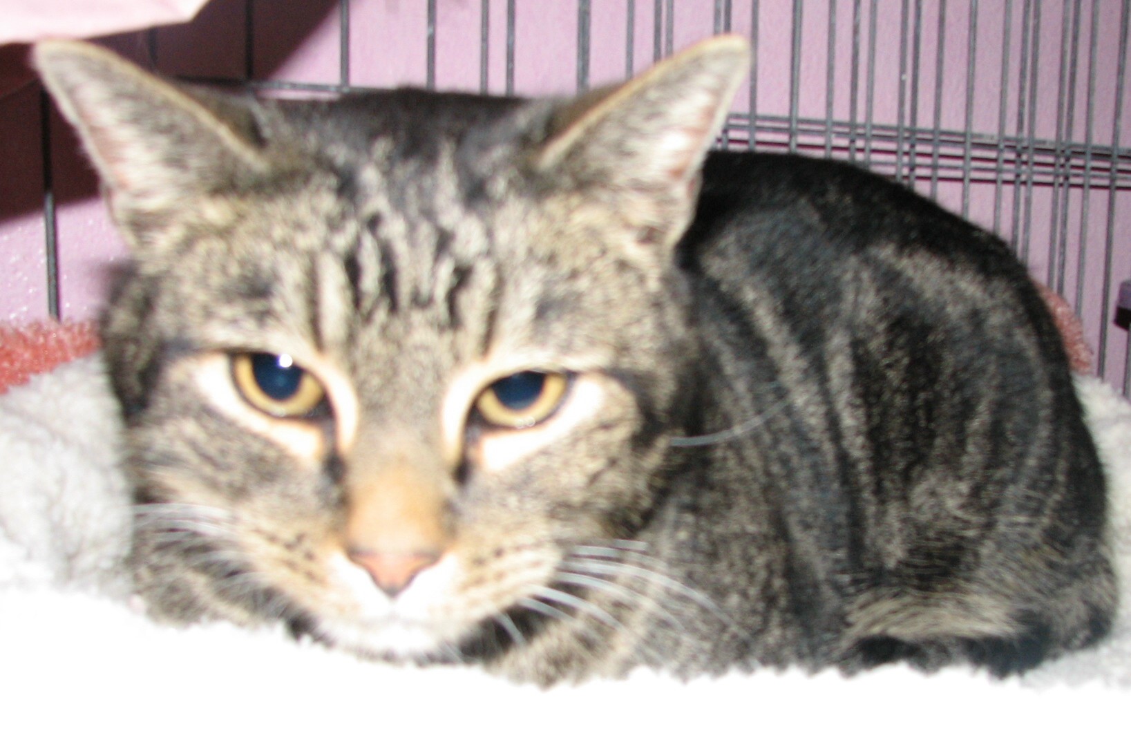 picture of Clyde, a Domestic Short Hair brown tabby