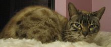 picture of Deborah, a Siamese/Domestic Short Hair-x lynxpoint