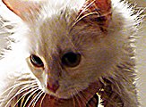 picture of Fluffy, a Domestic Medium Hair white