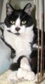 picture of Luther aka toes, a Domestic Short Hair black/white