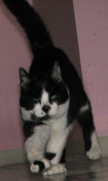 another picture of Luther aka toes, a Domestic Short Hair black/white