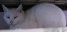 picture of Snowball, a Domestic Short Hair white