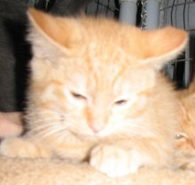 picture of Monty, a Domestic Short Hair orange tabby