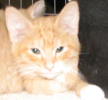 another picture of Munch, a Domestic Short Hair orange tabby/white