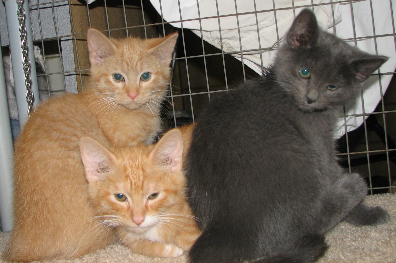 picture of Munch, a Domestic Short Hair orange tabby/white