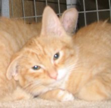 picture of Munch, a Domestic Short Hair orange tabby/white