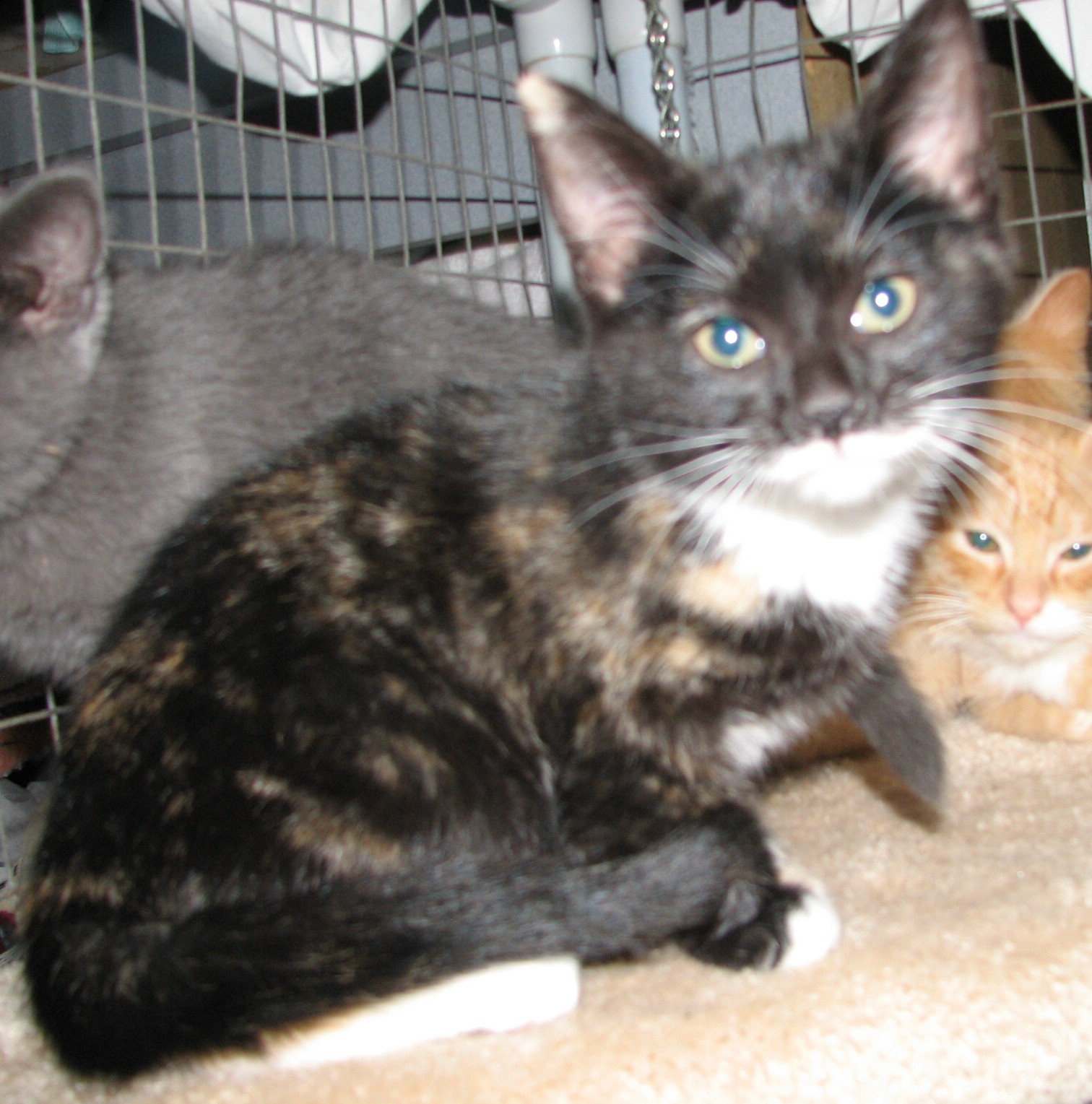 picture of Mimi, a Domestic Short Hair calico