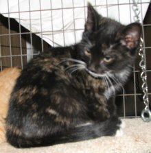 picture of Mimi, a Domestic Short Hair calico