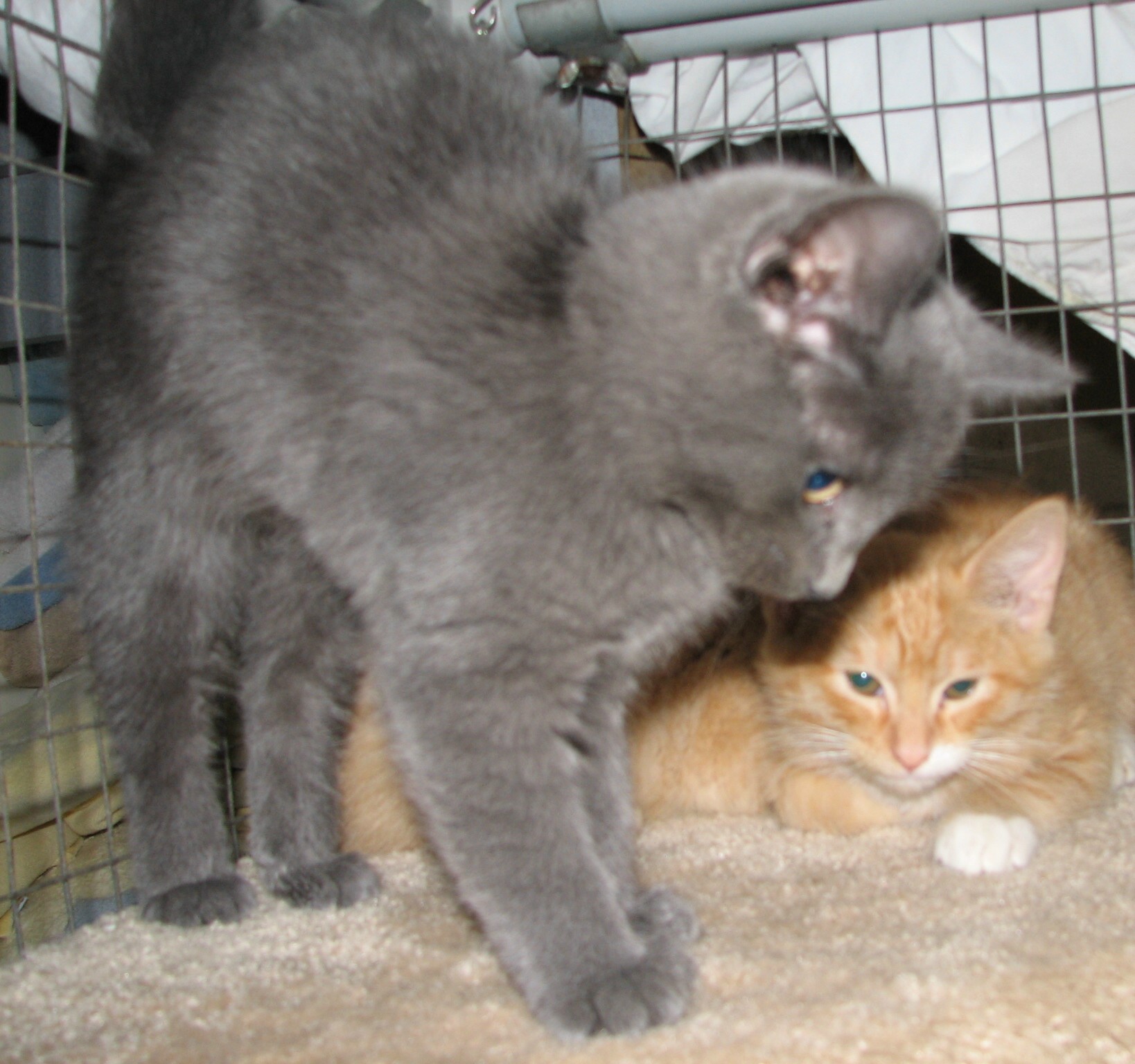 picture of Molly, a Domestic Short Hair gray