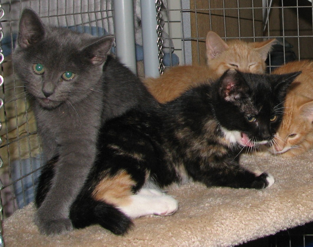 picture of Molly, a Domestic Short Hair gray
