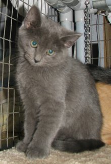 picture of Molly, a Domestic Short Hair gray