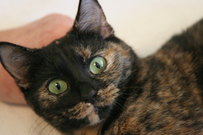 picture of Tabitha, a Domestic Short Hair tortoise-shell