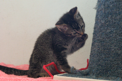 picture of Tommy, a Domestic Short Hair black/brown tabby
