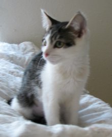 another picture of Kumquat, a Domestic Short Hair white/tabby