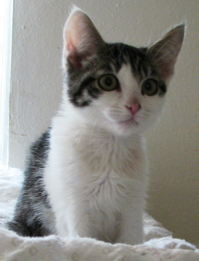 picture of Kumquat, a Domestic Short Hair white/tabby