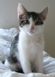 picture of Kumquat, a Domestic Short Hair white/tabby