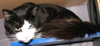 picture of Dante, a Domestic Short Hair black/white