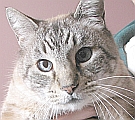 picture of Big fella, a Siamese/Domestic Short Hair-x lynxpoint