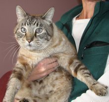picture of Big fella, a Siamese/Domestic Short Hair-x lynxpoint