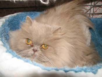 picture of Sophie, a Persian lavender