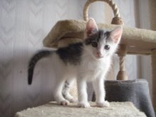 picture of Allen, a Domestic Medium Hair gray/white