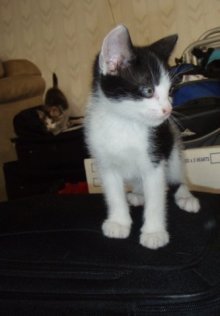 picture of Andy, a Domestic Medium Hair black/white