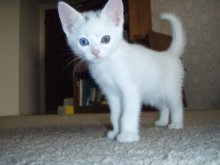 picture of Alley, a Domestic Medium Hair white/black
