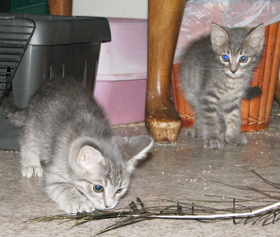 picture of Jack, a Domestic Short Hair gray tabby
