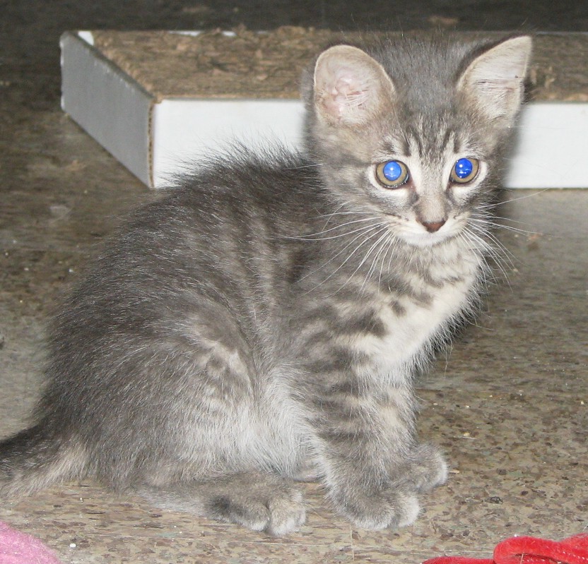 picture of Jack, a Domestic Short Hair gray tabby