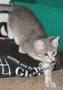 picture of Jack, a Domestic Short Hair gray tabby