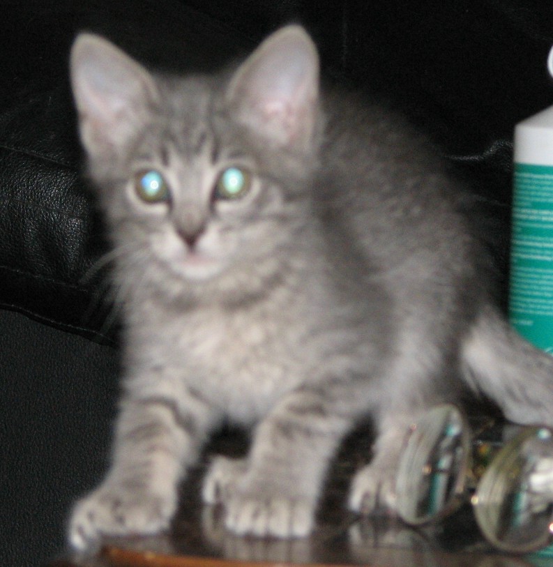 picture of Janet, a Domestic Short Hair gray/white