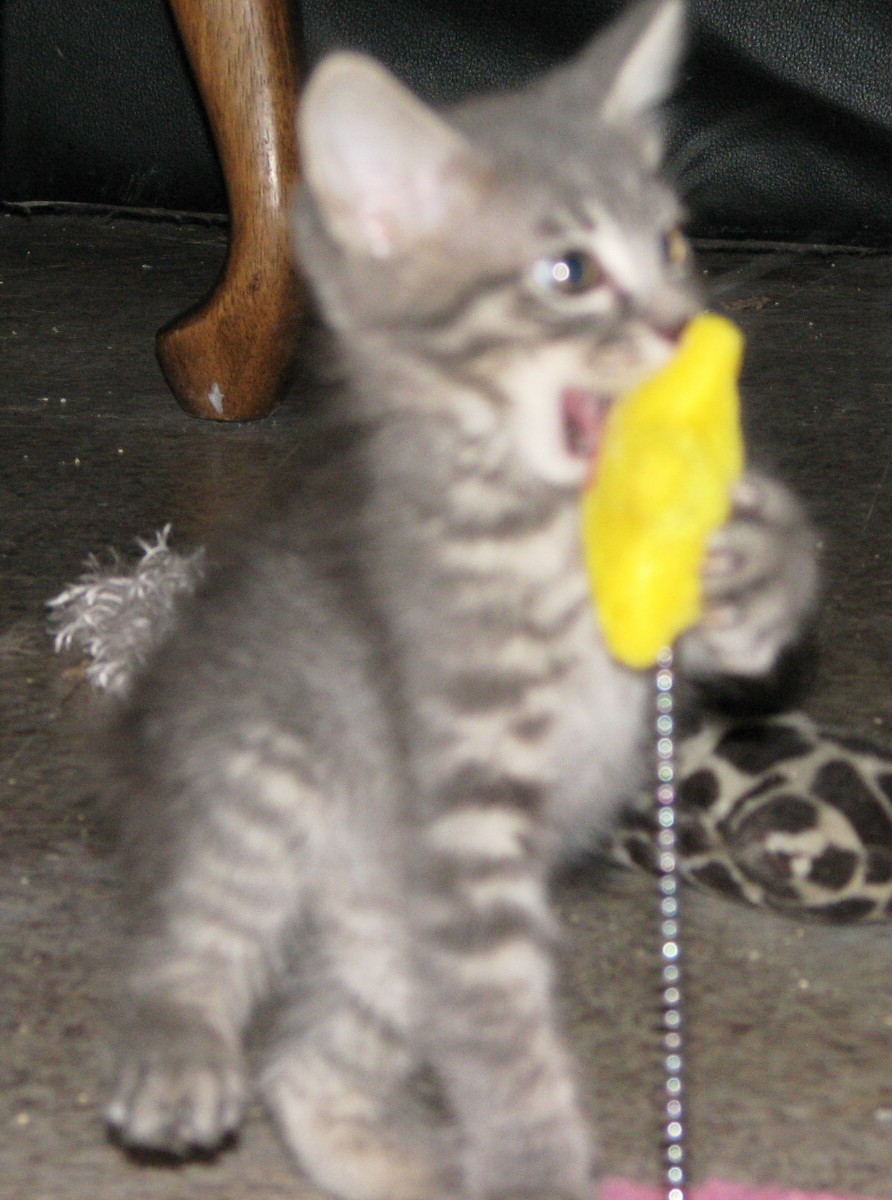picture of Janet, a Domestic Short Hair gray/white