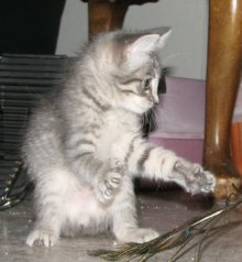 picture of Janet, a Domestic Short Hair gray/white
