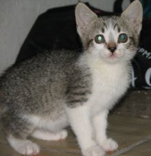 picture of Chrissie aka shrimpy, a Domestic Short Hair brown tabby/white