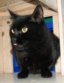 picture of #NS02708: Cadbury